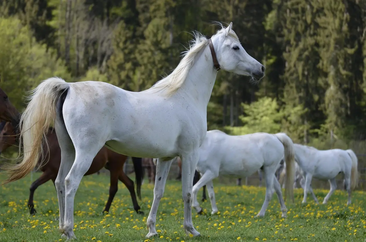 Statsleder Krydsord Betydning