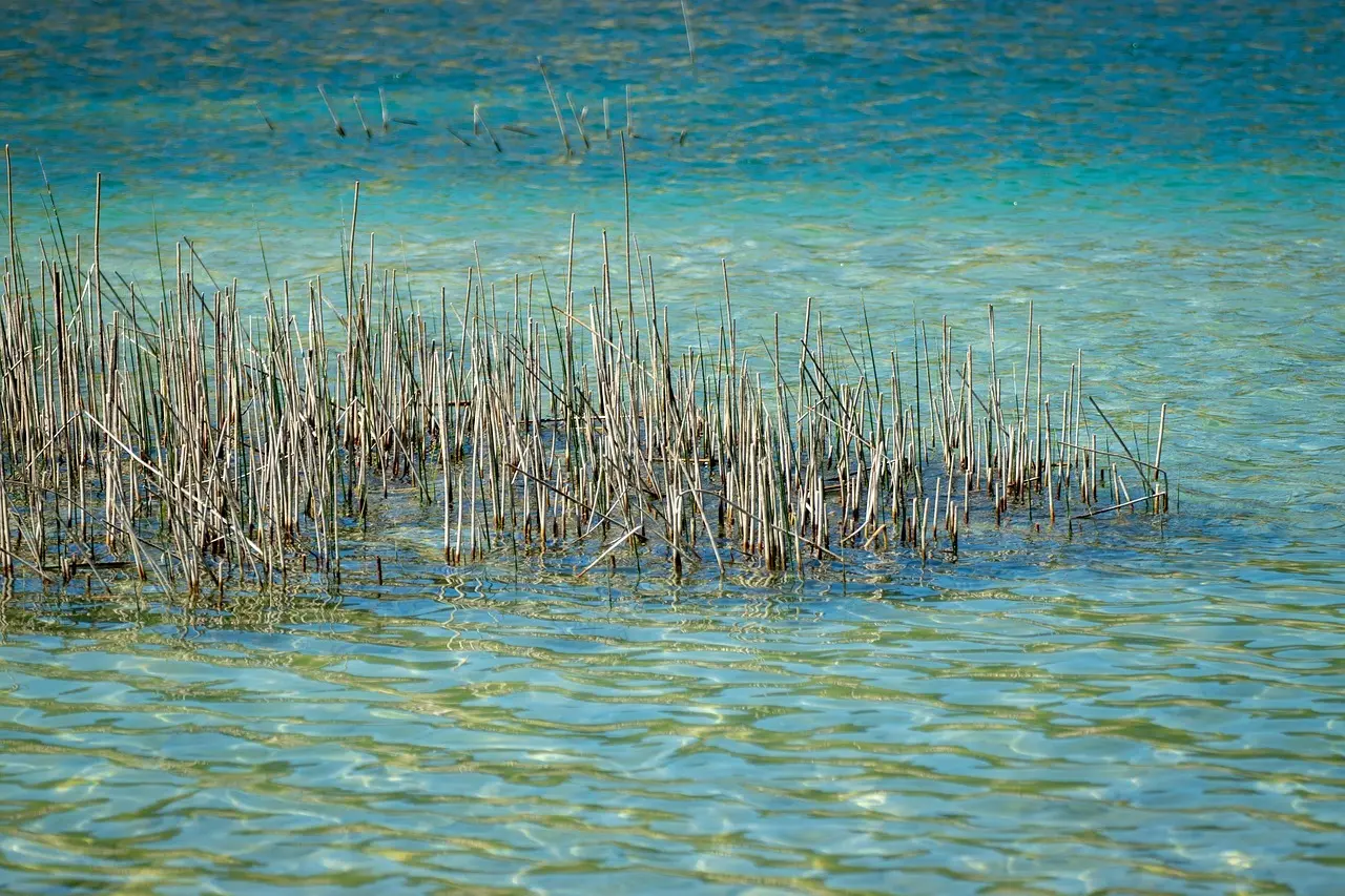 Medvirkende i Far Til Fire I Solen