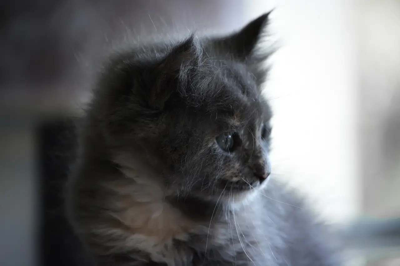 Medvirkende i Shadow And Bone